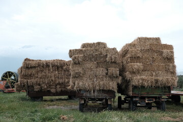 Three hay loaded trucks in the countryside - wide angle