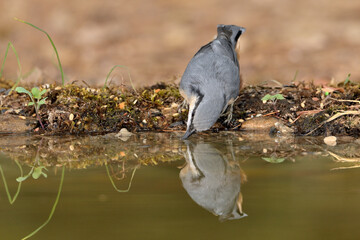     trepador azul bebiendo agua en el estanque  (Sitta europaea) Marbella Andalucía  España