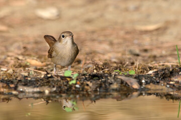  papamoscas cerrojillo bebiendo agua en el estanque (Ficedula hypoleuca) Marbella Andalucía...