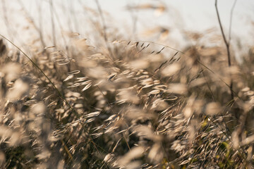 Fototapeta premium Paisaje de verano al atardecer espigas a contraluz