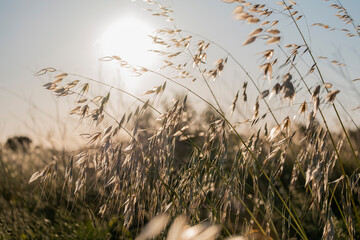 Obraz premium Paisaje de verano al atardecer espigas a contraluz