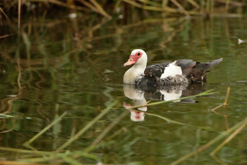 pato criollo nadando en el estanque del parque (Cairina moschata) Marbella Andalucía España 