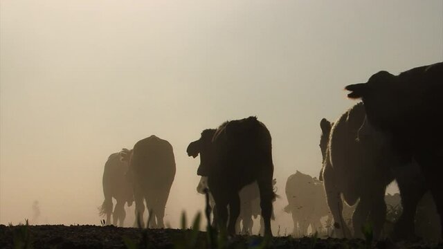 Cattle running out of the pen,  the dust creates silhouettes