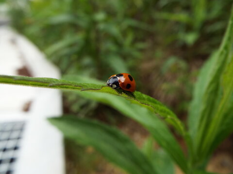ナナホシテントウとアブラムシ aphid vs ladybug