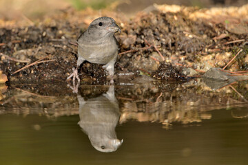 piquituerto hembra bebiendo en el estanque (Loxia curvirostra) Marbella Andalucía España 