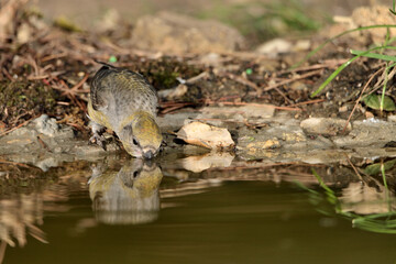   piquituerto hembra bebiendo en el estanque (Loxia curvirostra) Marbella Andalucía España 
