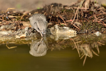   piquituerto hembra bebiendo en el estanque (Loxia curvirostra) Marbella Andalucía España 