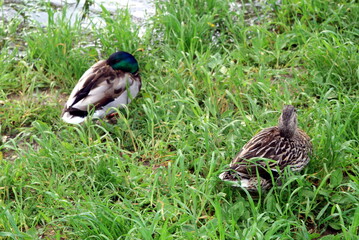 duck and Drake sitting in the grass