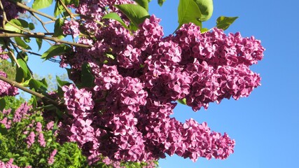 Fresh spring lilac flowers  and leaves