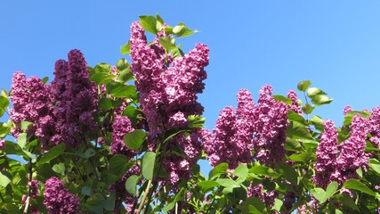Obraz premium Fresh spring lilac flowers and leaves