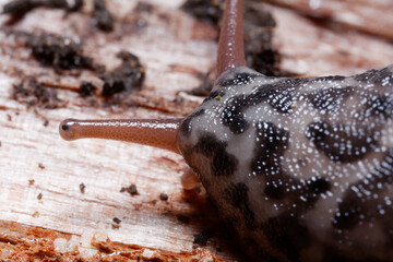 Close up of a Leopard slug.