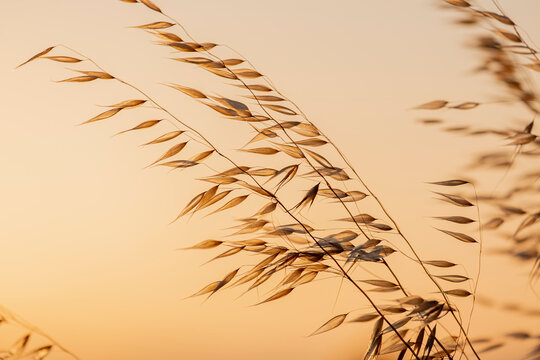 Campo de espigas al atardecer a contraluz