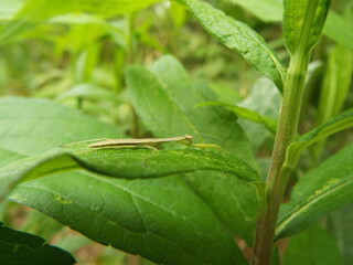 カマキリ 幼体 mantis