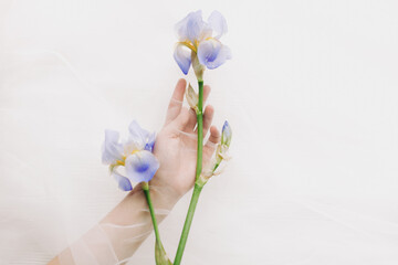 Woman hand behind veil gently holding blue iris flower on white background. Aesthetic soft image. Hand under tulle touching flower. Fragrance and treatment concept