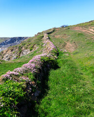 Ancient Boundary wall covered in Sea Pinks on the west coast of the Lizard, Cornwall