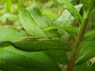 カマキリ 幼体 mantis