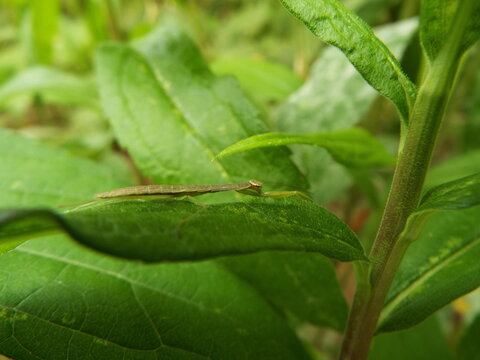 カマキリ 幼体 mantis