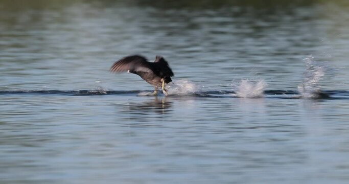 foulque macroule  (fulica atra) poursuite sur l'eau