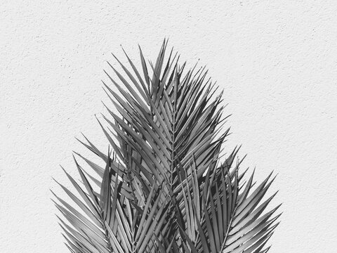 Summer abstract black and white photography of palm leaf over white wall.