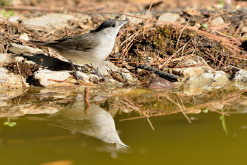 curruca capirotada reflejada en el estanque del parque (Sylvia atricapilla) Ojén Andalucía España