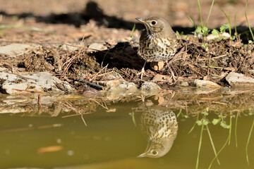  zorzal común en el estanque del parque (Turdus philomelos) Marbella Andalucía España 