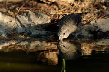  piquituerto hembra bebiendo agua en el estanque del parque  (Loxia curvirostra) Marbella Andalucía España 