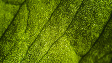 green leaf close up texture macro photography natural wallpaper