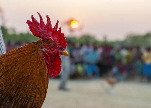 Fighting rooster with a red comb against the setting sun.