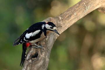  pico picapinos en un  tronco en el parque (Dendrocopos major) pájaro carpintero en Marbella Andalucía España 