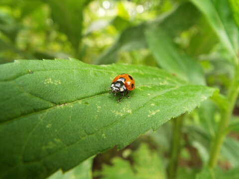 ナナホシテントウとアブラムシ aphid vs ladybug