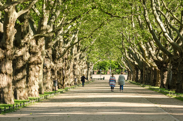 CITY PARK - People on a walk among a row of plane trees
