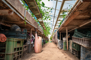 inventory and tools for maintenance and work in the greenhouse on the farm