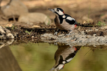   pico picapinos bebiendo en el estanque del parque (Dendrocopos major) pájaro carpintero en Marbella Andalucía España 