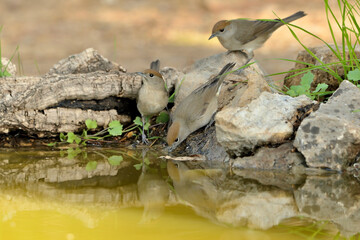  curruca capirotada bebiendo y reflejada en el estanque del parque (Sylvia atricapilla) Ojén...