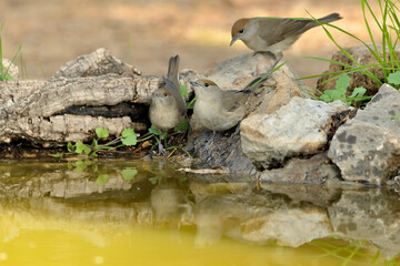  curruca capirotada bebiendo y reflejada en el estanque del parque (Sylvia atricapilla) Ojén Andalucía España