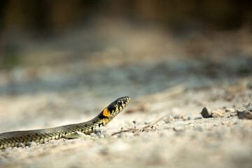 Close-up of a grass snake crawling on the ground