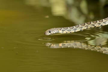 serpiente,culebra bebiendo agua en el estanque  (Ophidia) Marbella Andalucía España