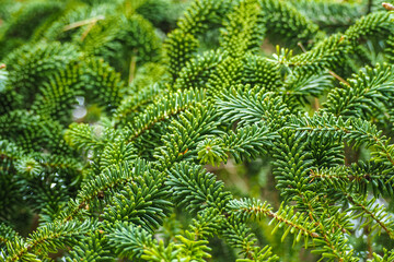 Fraser fir green foliage or Abies fraseri - obrazy, fototapety, plakaty