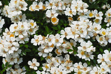 Rosalita musk rose in the garden, white flowers - obrazy, fototapety, plakaty
