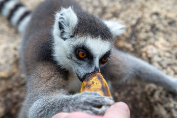 A ring-tailed lemur on a large stone rock eats a banana