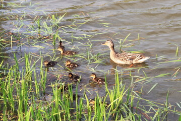 duck with ducklings swim in the lake