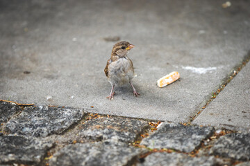 Sparrow on the city pavement.