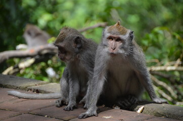 Naklejka na ściany i meble Monkeys of Bali