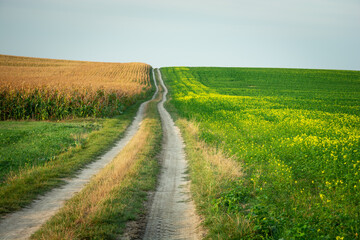 Long dirt road, rapeseed and maize fields, rural summer view