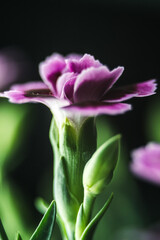 purple carnation close up isolated on black background
