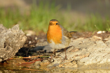 Fototapeta premium petirrojo posado en una rama con hojas verdes (Erithacus rubecula) Ojén Andalucía España 