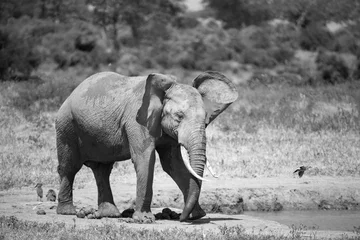 Foto op Aluminium Elephants in the savannah near a water hole © 25ehaag6