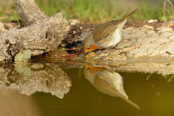  petirrojo bebiendo agua en el estanque del parque (Erithacus rubecula) Ojén Andalucía España 