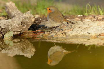  petirrojo bebiendo agua en el estanque del parque (Erithacus rubecula) Ojén Andalucía España 