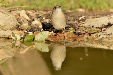 curruca capirotada hembra bebiendo agua en el estanque del parque (Sylvia atricapilla) Marbella Andalucía España 